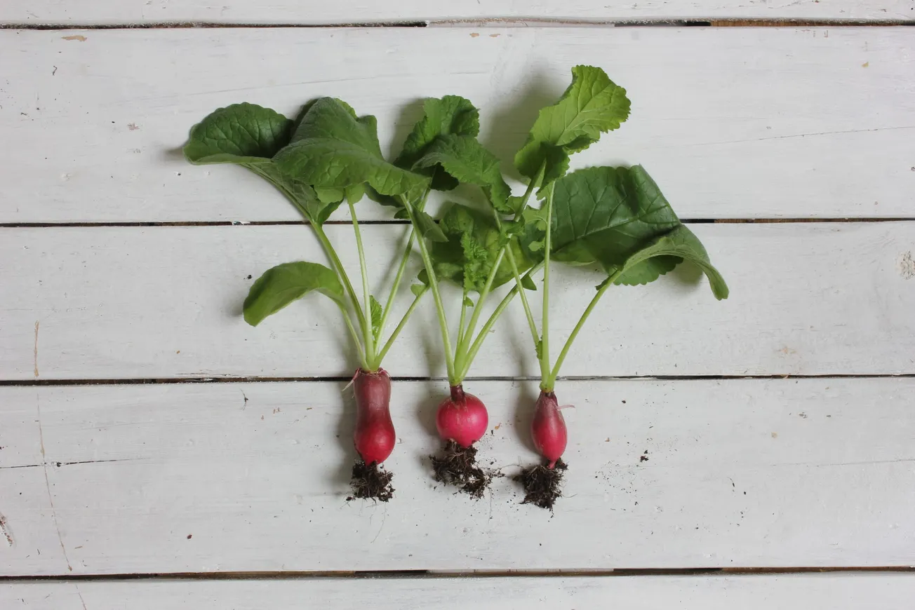 three radishes
