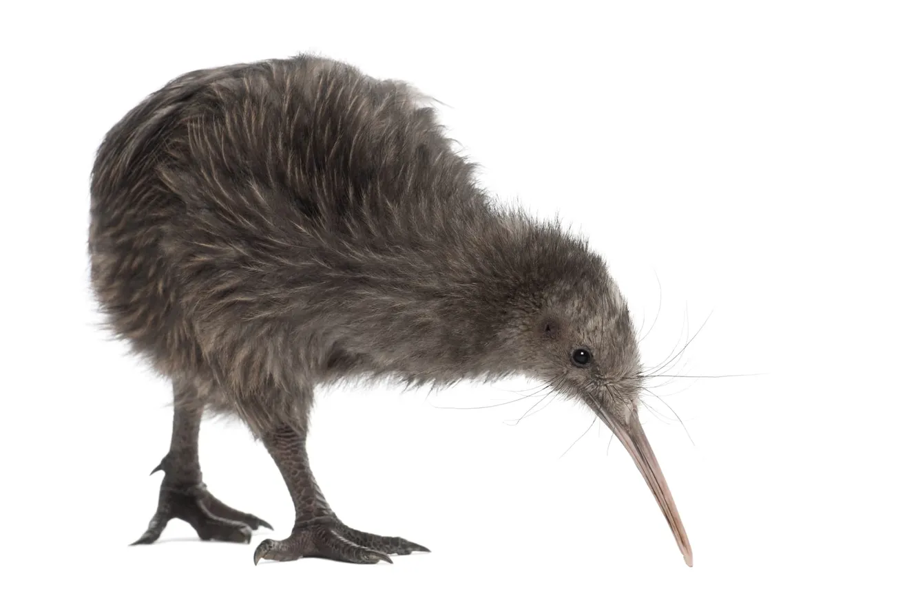 Air New Zealand’s Kiwi Impersonation