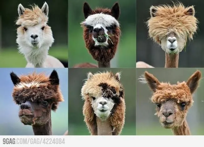 Faces of the Day
