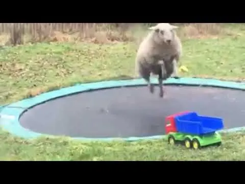 Sheep Discovers How to Use a Trampoline