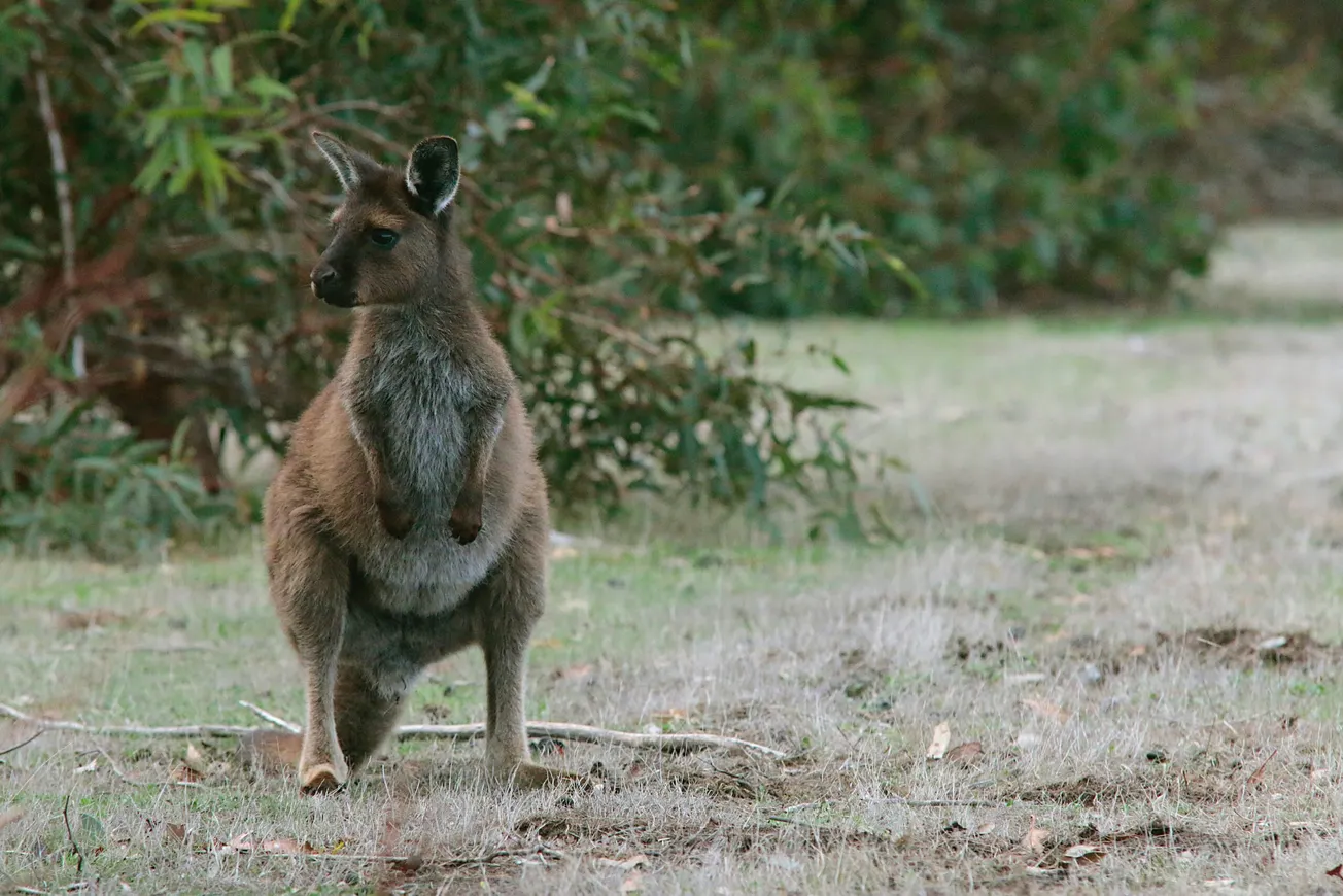 shallow focus photo of brown kangaroo near plants during daytime