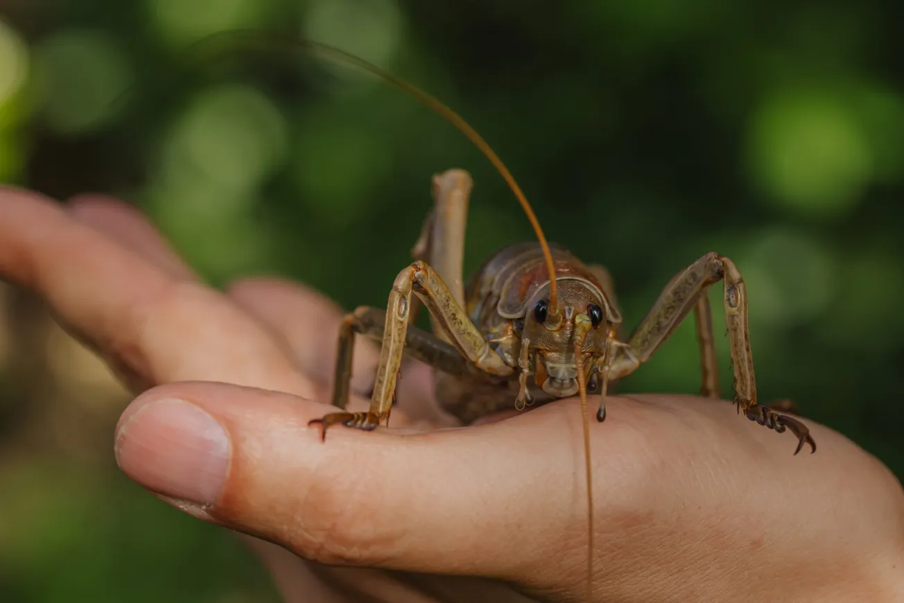 Auckland Zoo & Motuihe Trust Team up to Help Rare Forest Giant