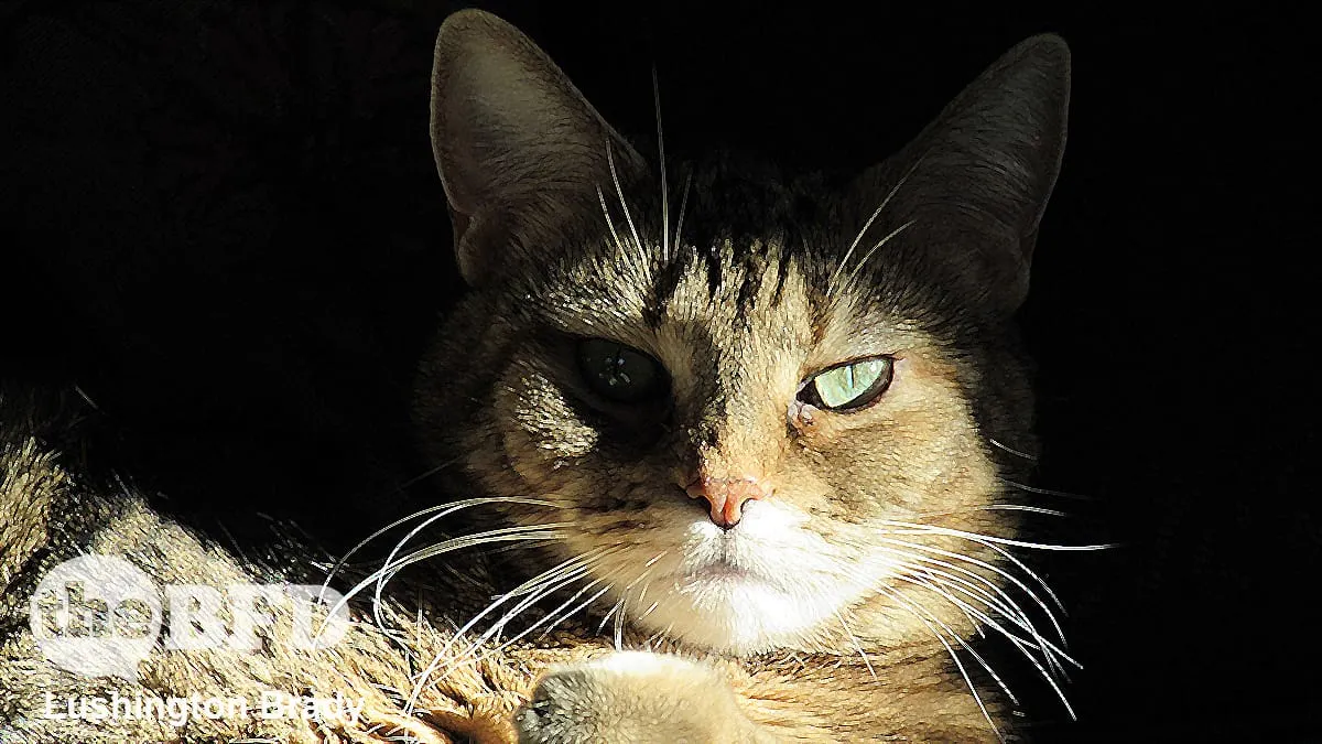 Cats Really Do Know Their Names