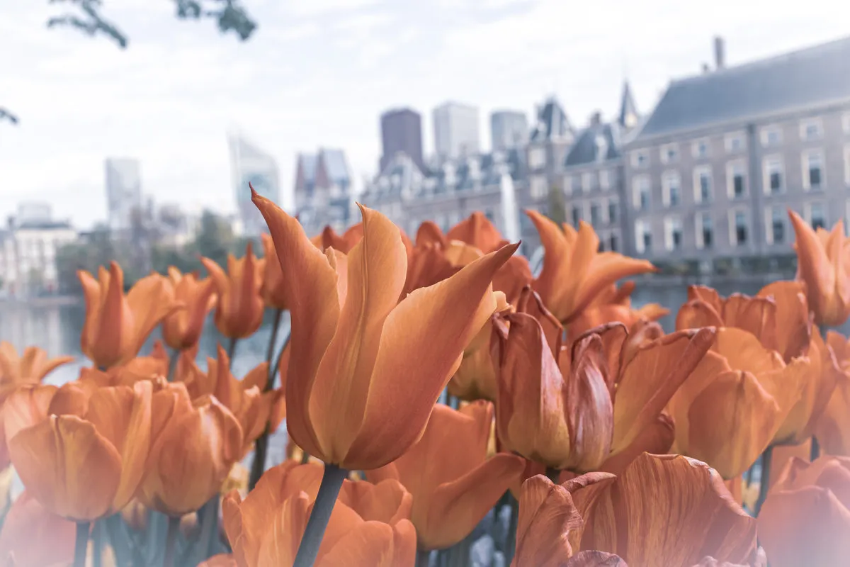 Home Is Where the Heart Is for Dutch Euthanasia