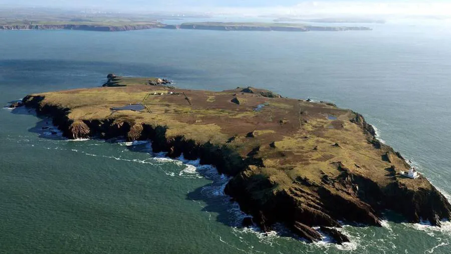 Welsh Rare Bits Dug Up by Bunnies
