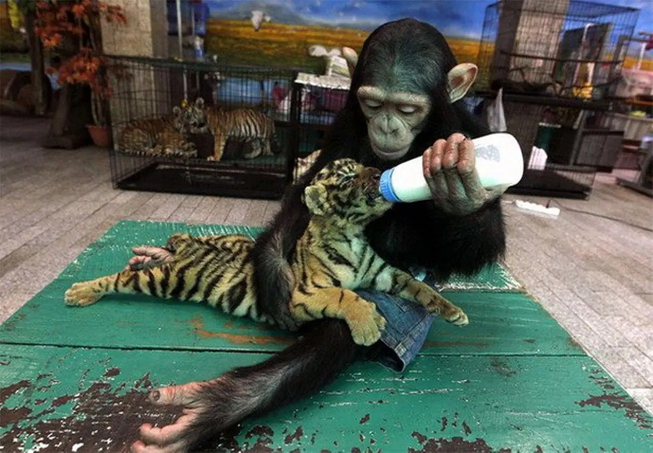Animal Adoptions Make No Evolutionary Sense, So Why Do They Happen?