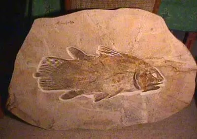 A Kung-Fu Kick Led Researchers to the World’s Oldest Complete Fish Fossils – Here’s What They Found