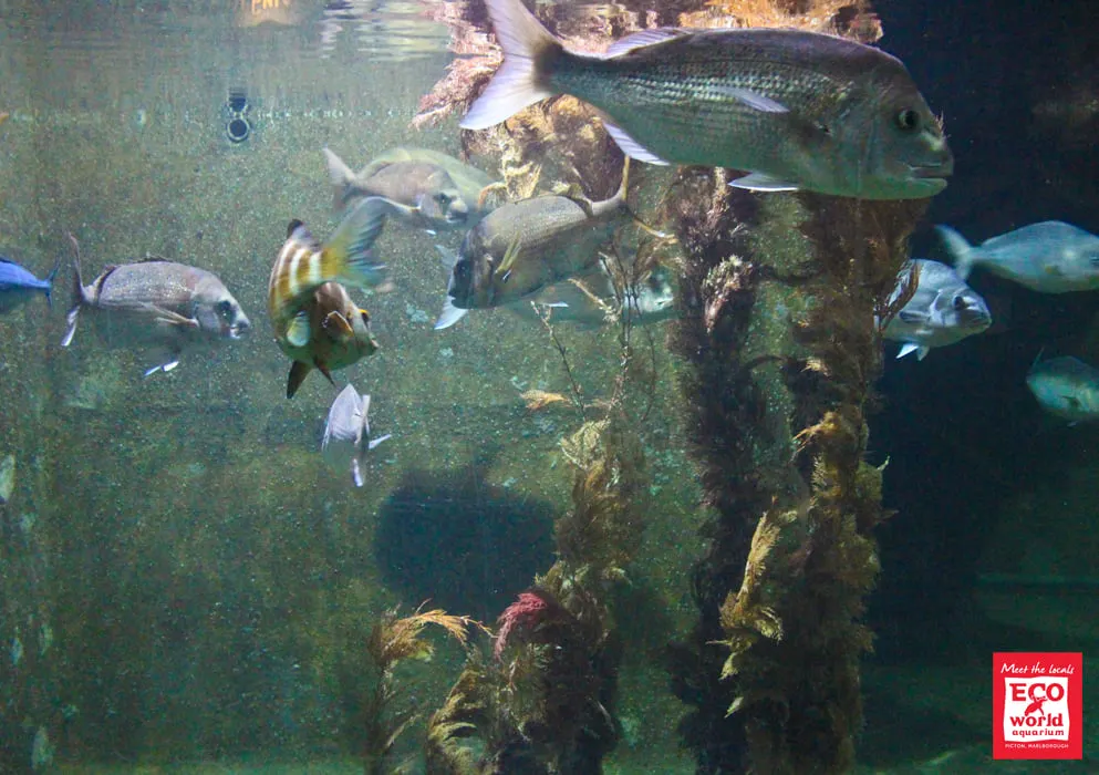 Port Marlborough Orders EcoWorld Aquarium to Shut down on 22 July