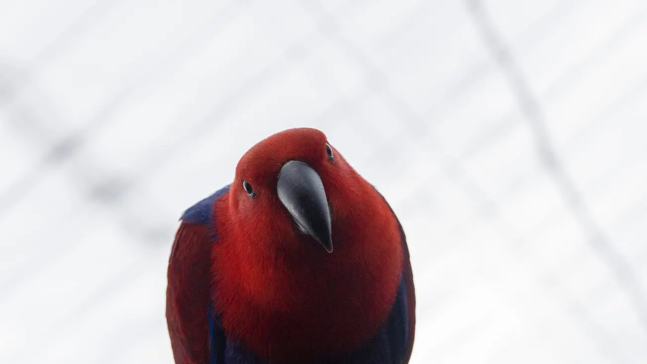 red and blue coated bird