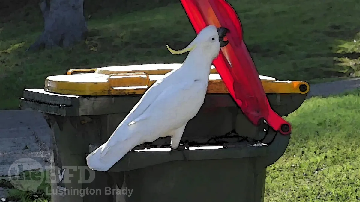 There’s a Cockatoo About on Bin Day