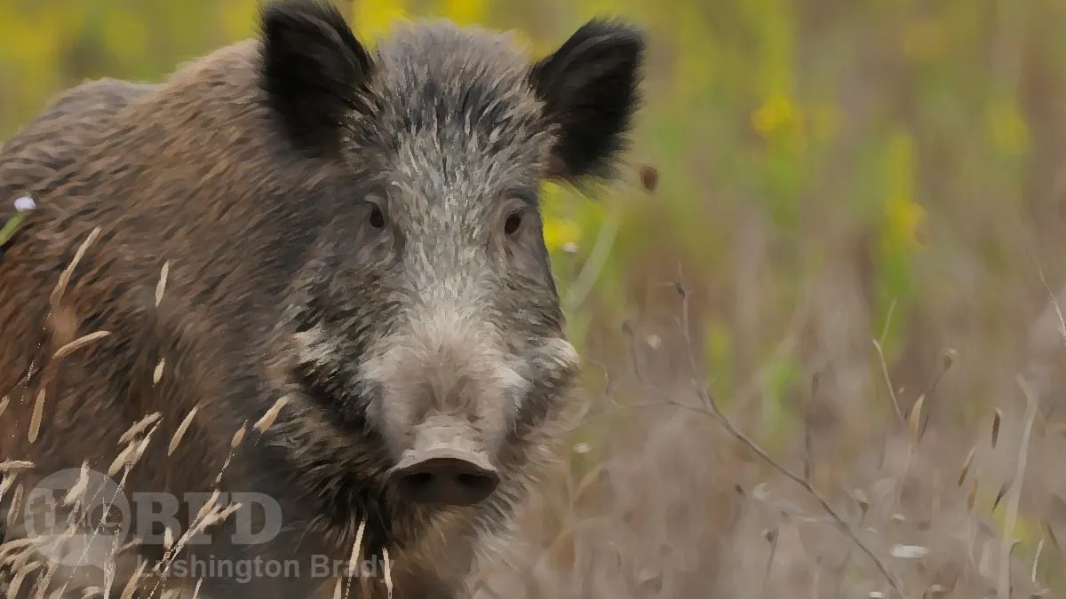 The Revenge of the ‘Cookers’ Is Here