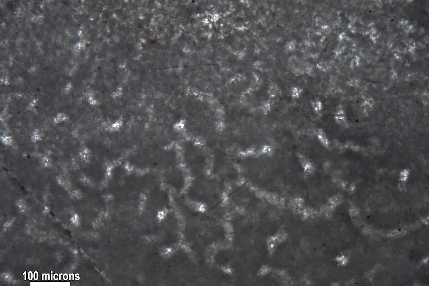 Are These the World’s Oldest Animals?