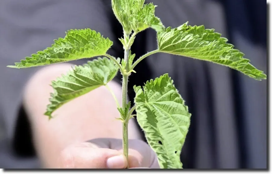 Grasping the Nettle in NZ and Australia