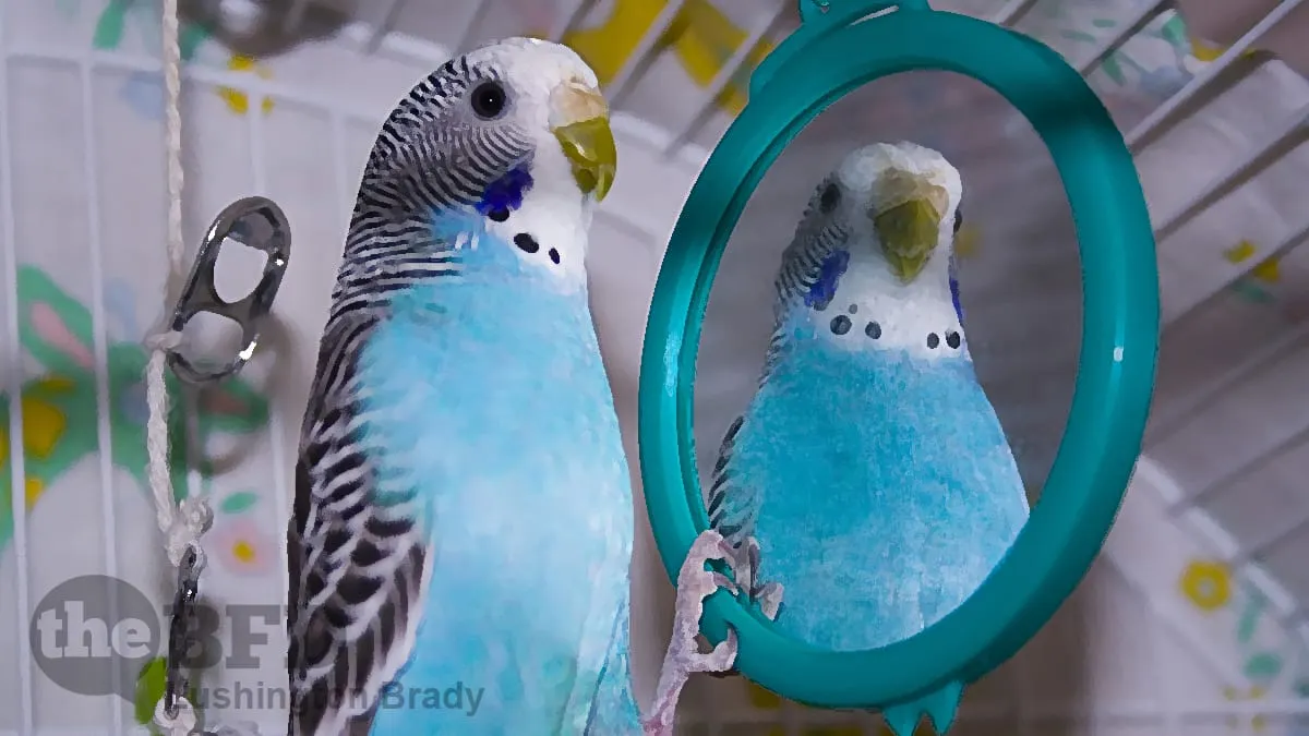 It’s Not a Lie if They Believe It