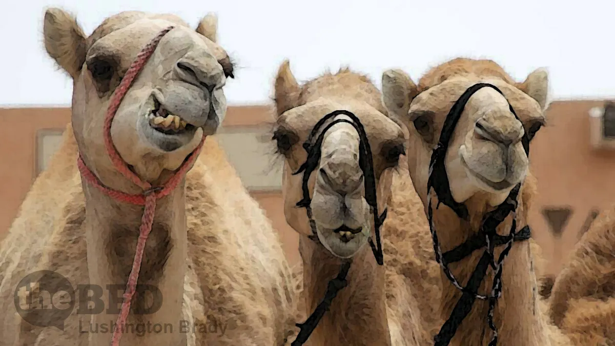 Using Botox on a Camel