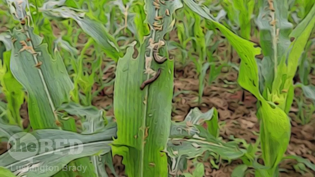 Going Organic — What Could Go Wrong?