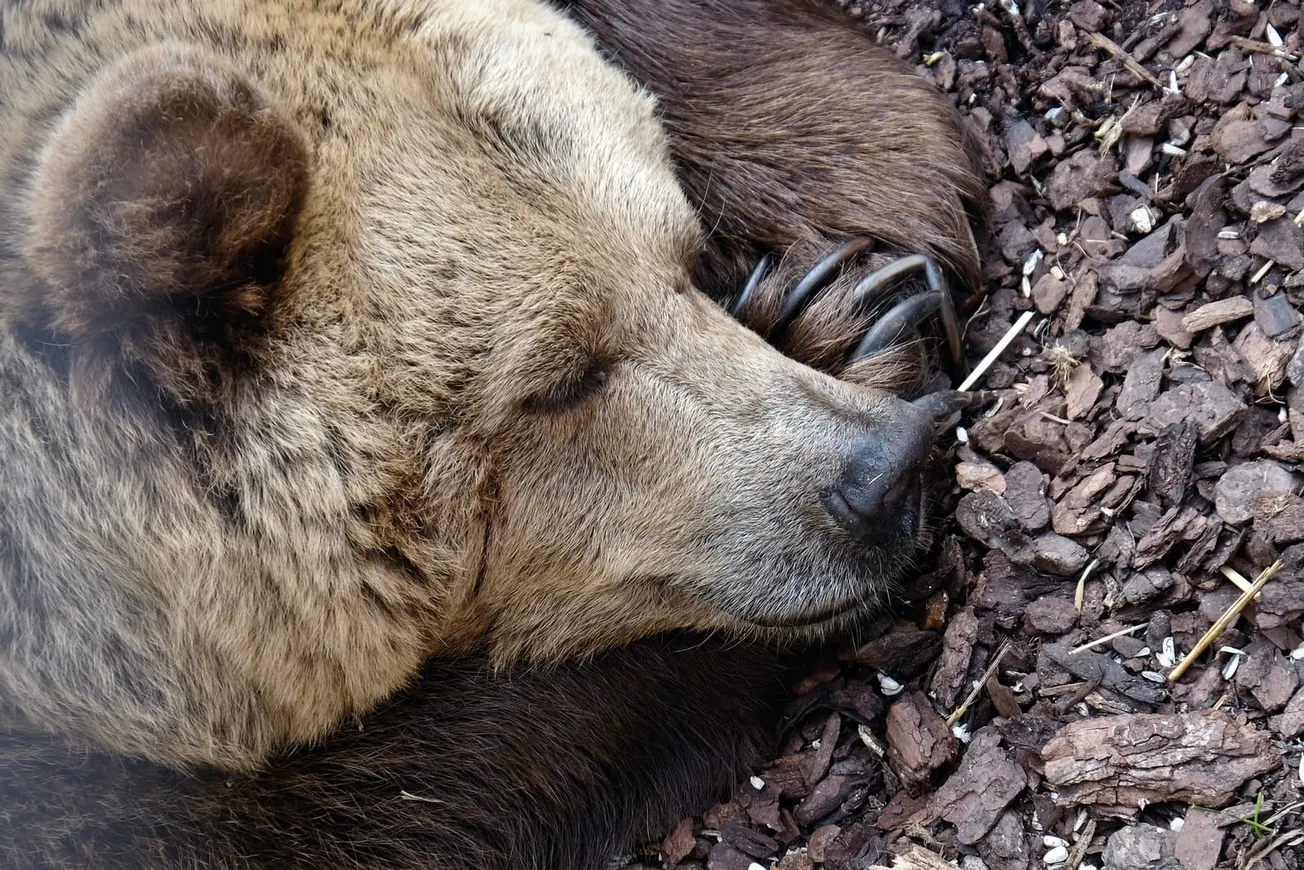 grizzly bear