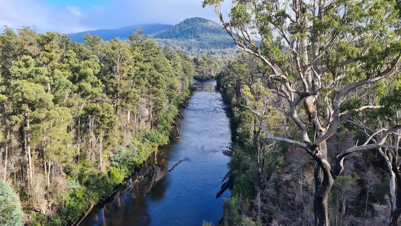 green trees beside river during daytime