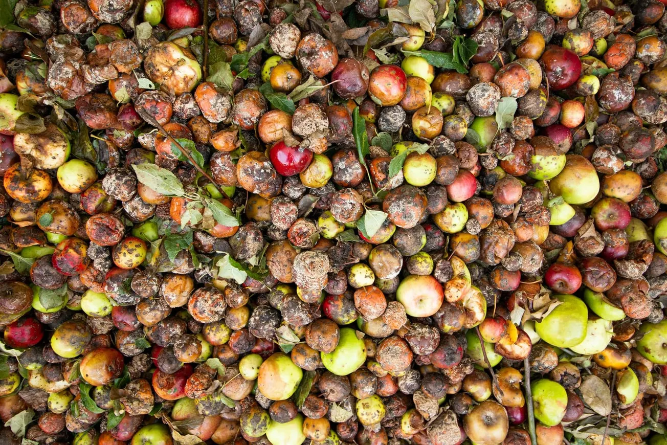 Waste Not: Turning Food Scraps into Renewable Energy