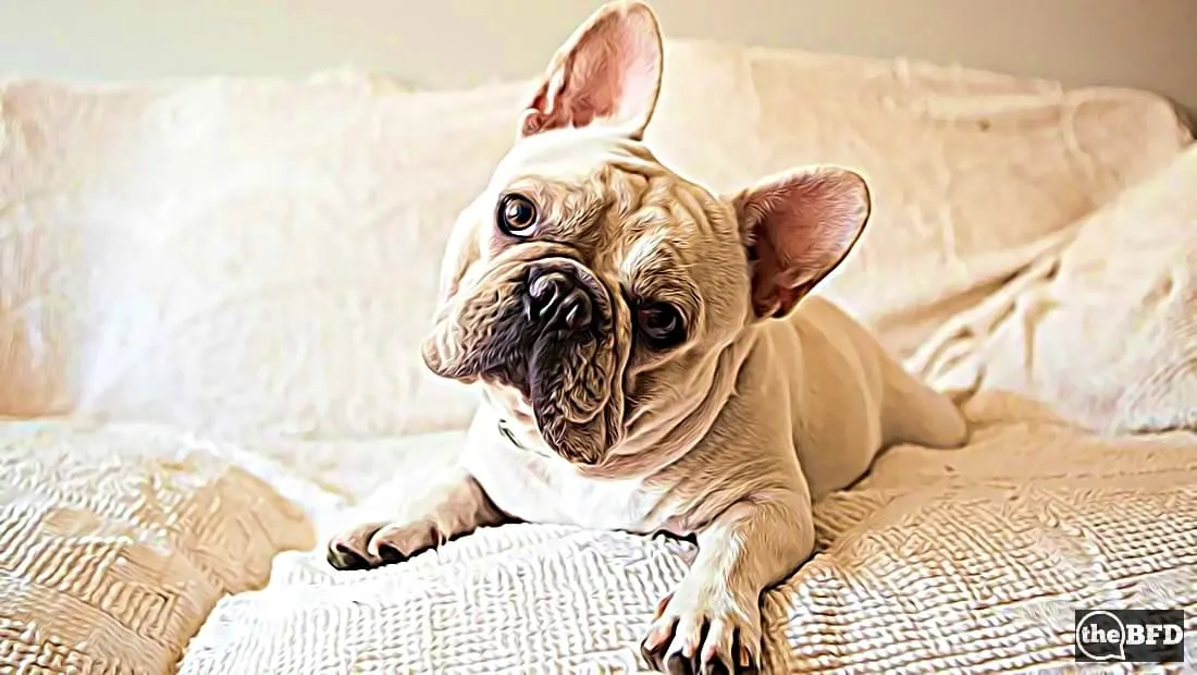 Rudd Better Buy Himself a Dog