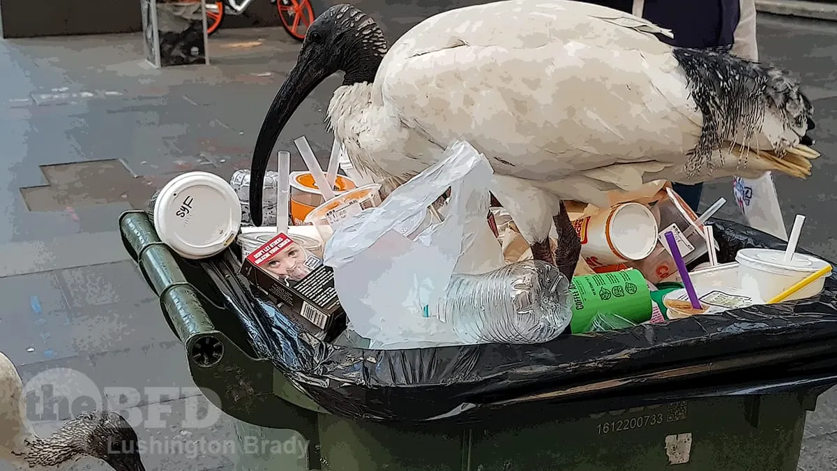 NZ Trades the Kiwi for the Bin-Chicken