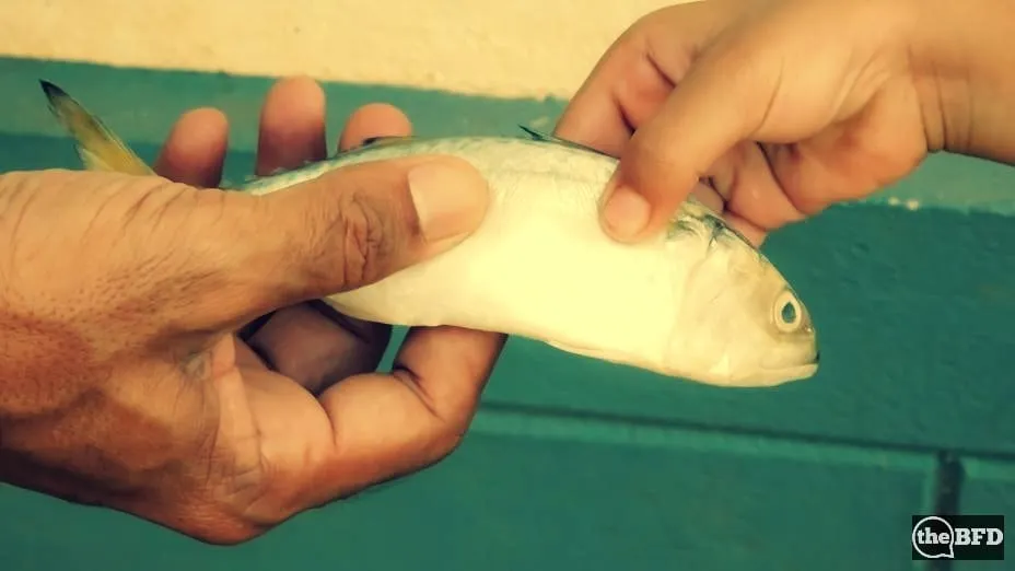 Give a Man a Fish