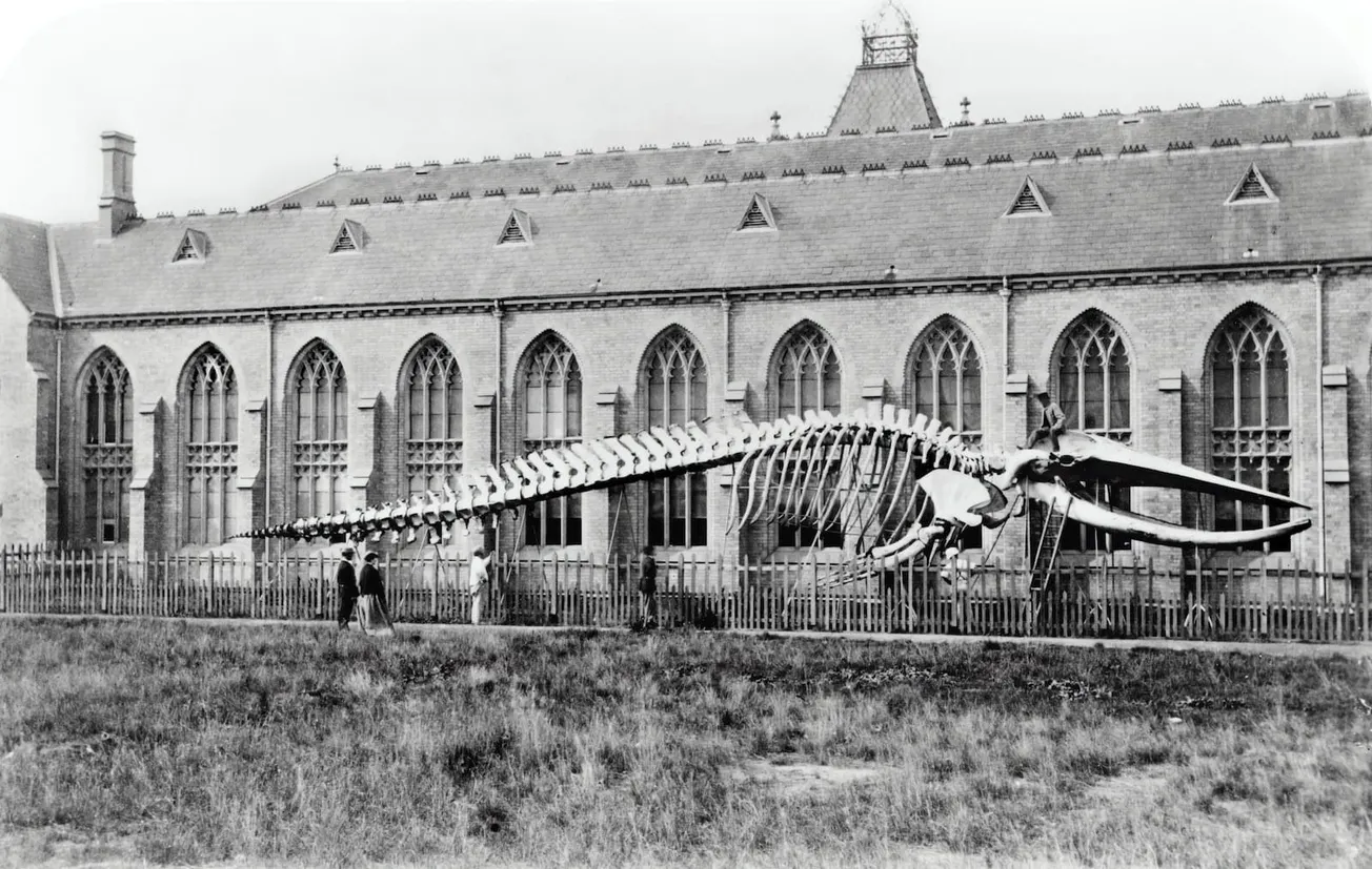grayscale photo of skeleton