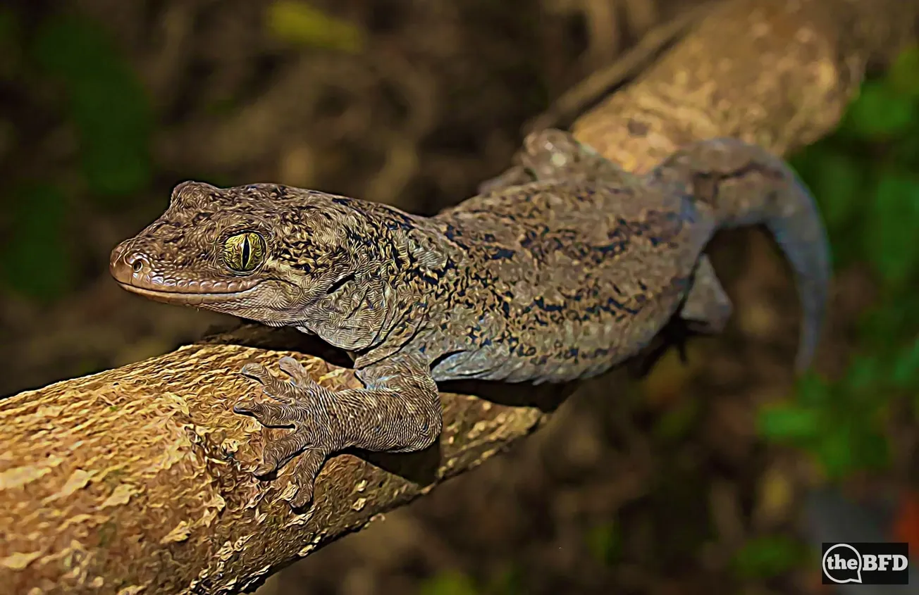 A New Species of New Zealand Gecko Hidden in Plain Sight