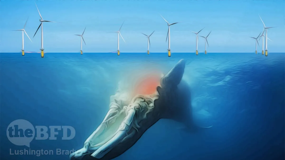 They Know Offshore Wind Harasses Whales