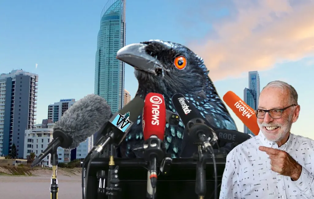 Drongo Bird Not Happy about Being Used to Describe NZ Media