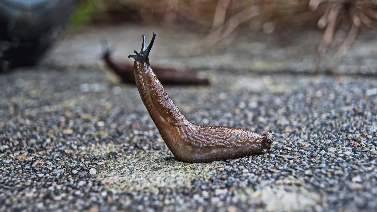 Slug