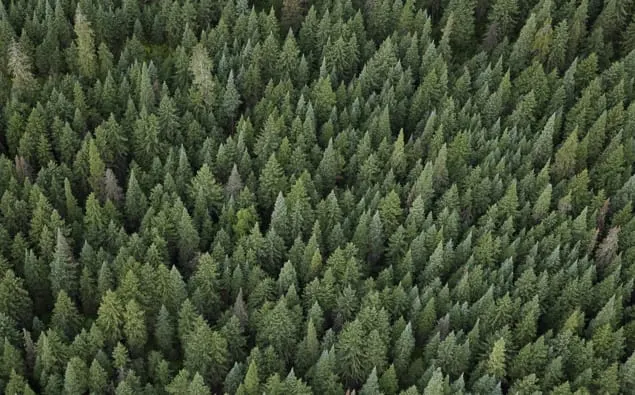 Granting Legal ‘Personhood’ to Nature