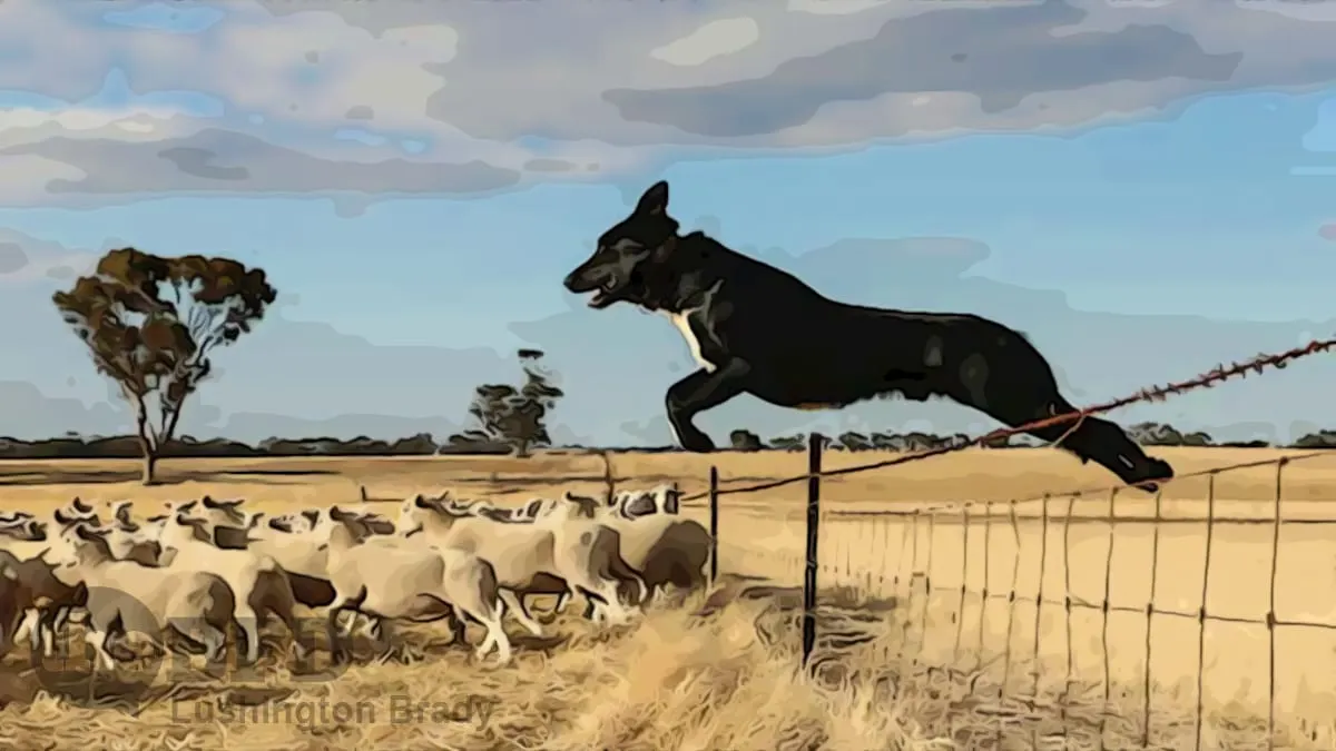 What’s Happening Across the Ditch Today