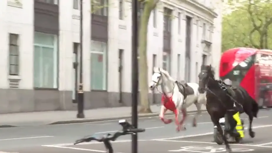 A White Horse Rampaged through the Streets of London