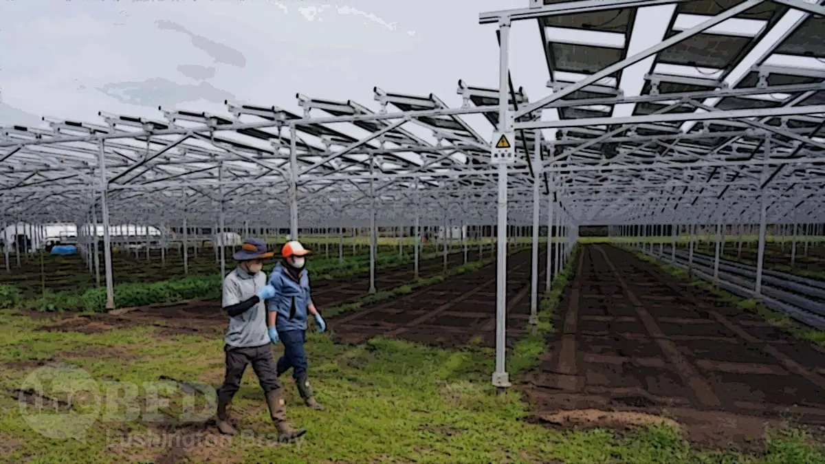 The Japanese Don’t Want Them, Either