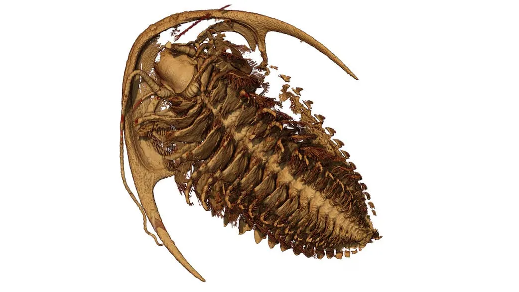 A Perfectly Preserved Trilobite Changes the Game