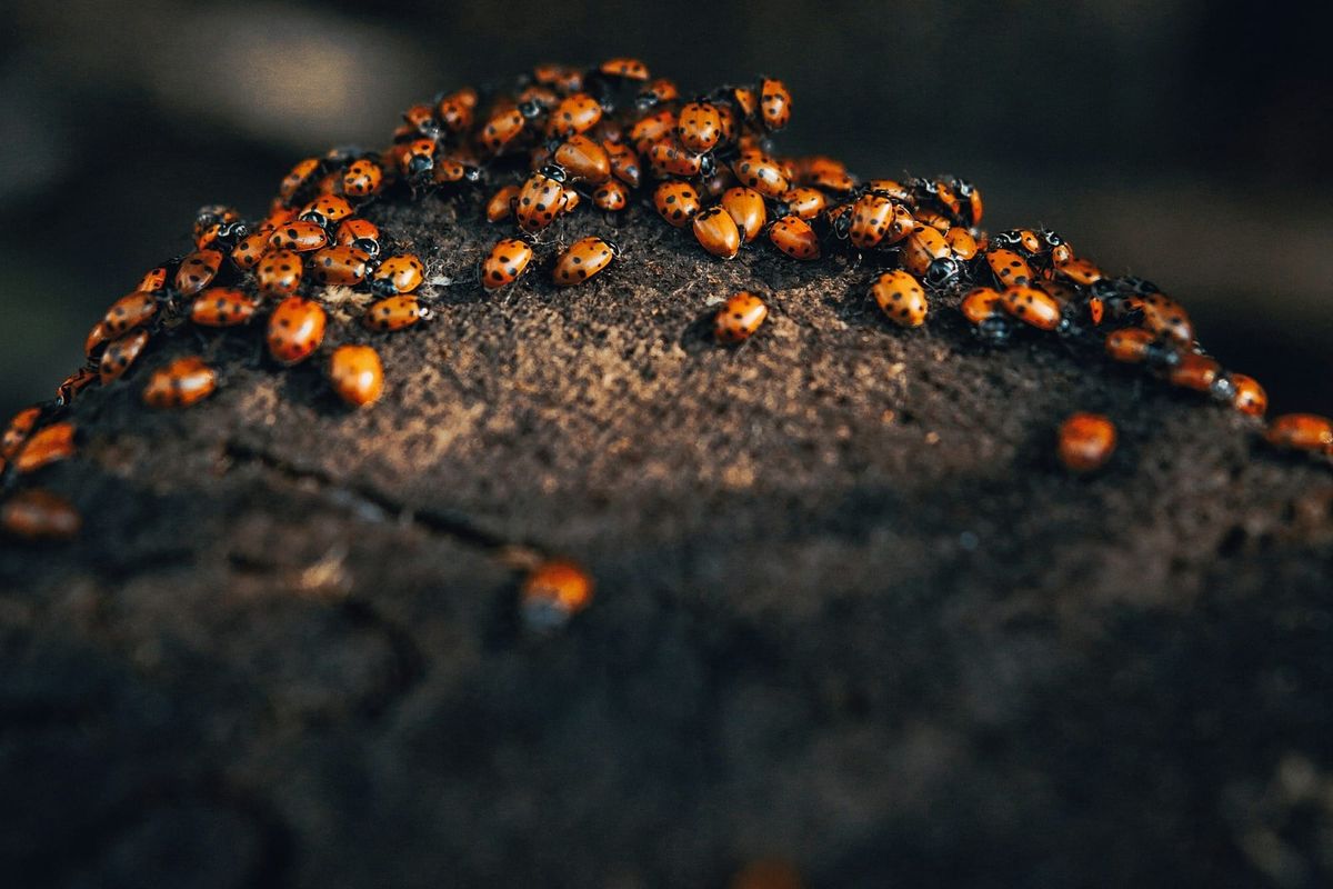 buluşma#2: Yapay zeka risk değerlendirmesine giriş