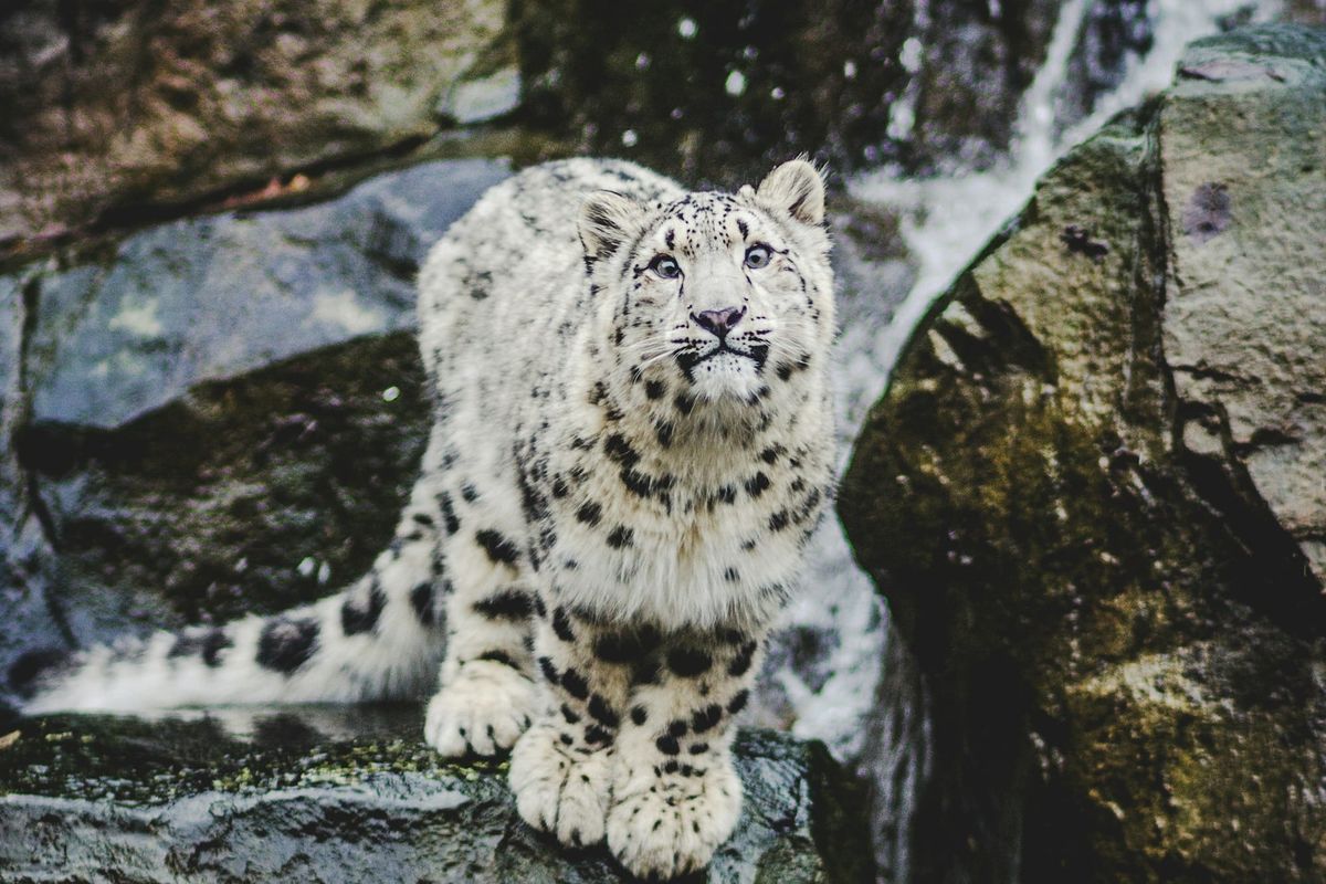 Yapay zeka kar leoparlarını kurtarabilir mi?