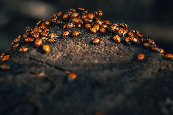 buluşma#2: Yapay zeka risk değerlendirmesine giriş