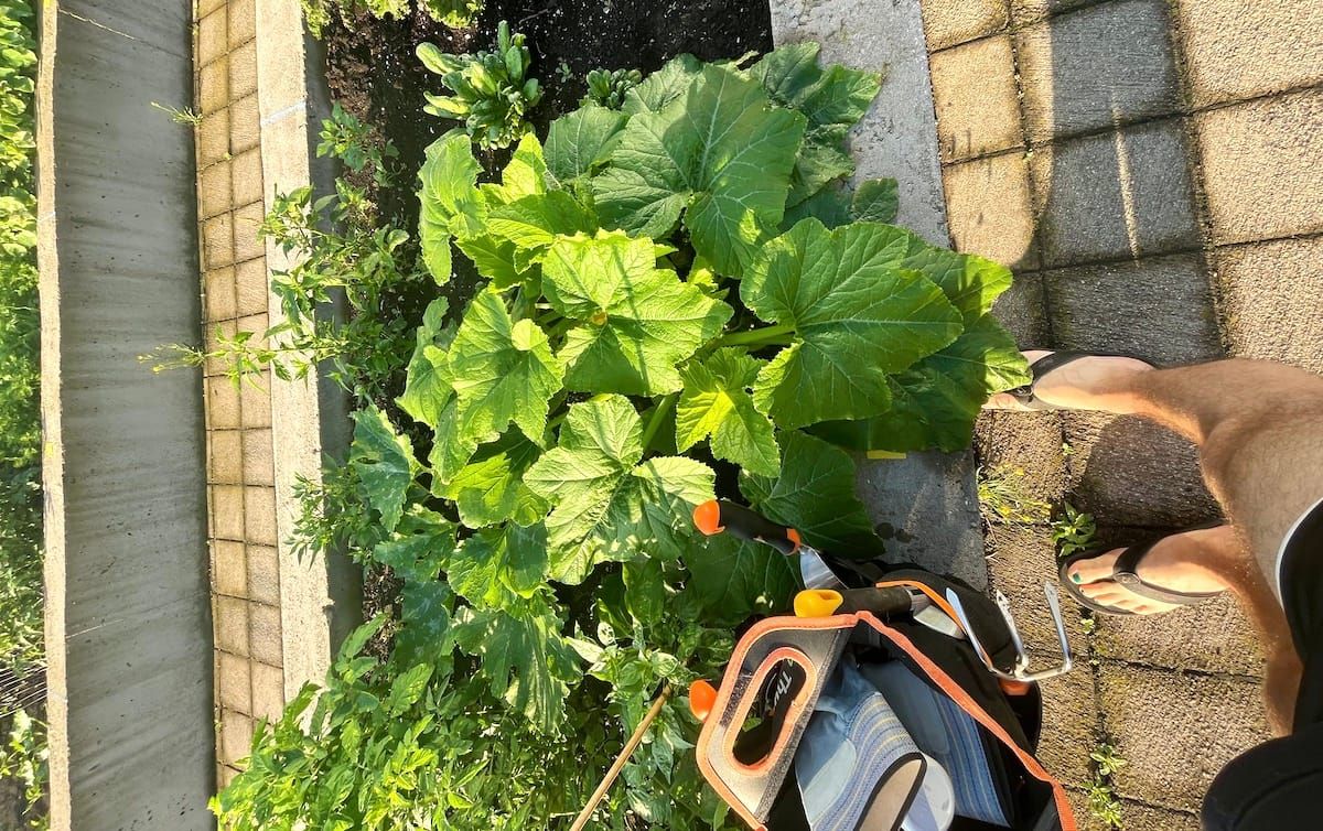 How does your garden grow?