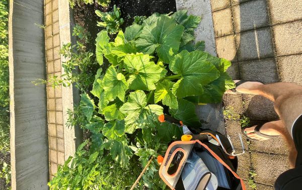 How does your garden grow?