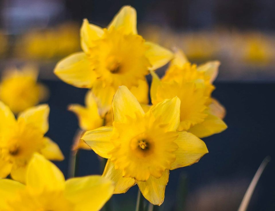 Pathological Narcissism Inventory (PNI) - Free Narcissism Test Online