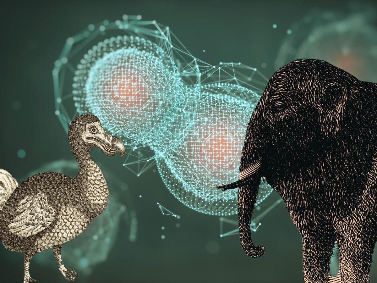 Desextinguir al mamut es solo el principio