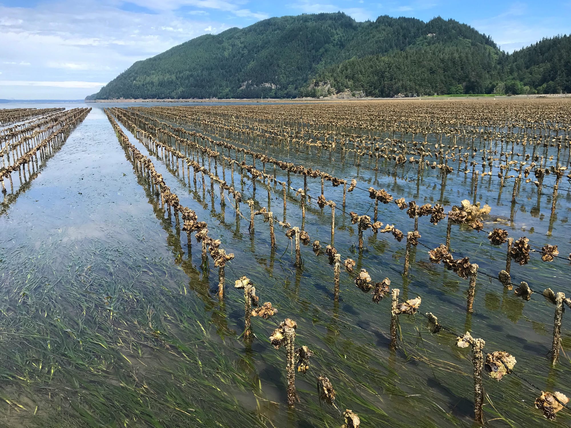 Rows of shellfish growing on lines with stakes are exposed during a low tide.