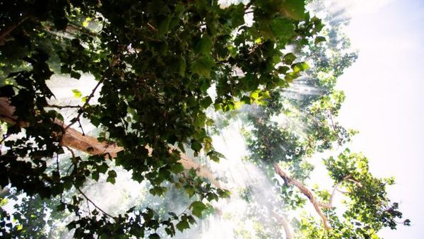 Spanda & Why It Matters