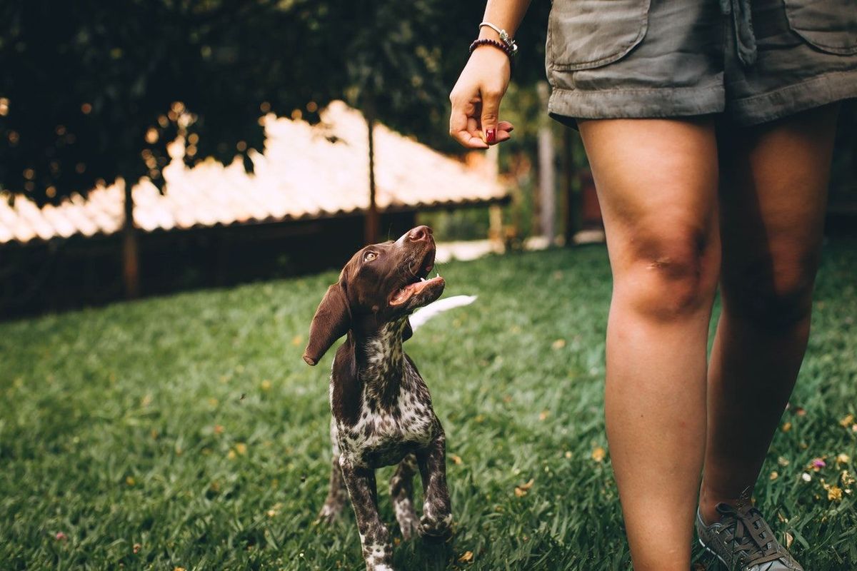 Dog Walking as a Side Hustle: Tips for Getting Clients