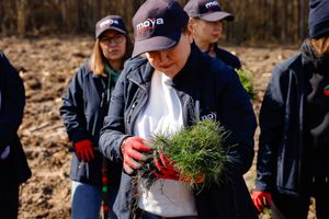MOYA продолжает экологическую миссию: уже высажено 8000 деревьев