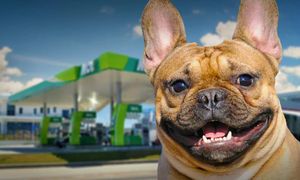 Венгерский MOL помогает собакам вернуться домой