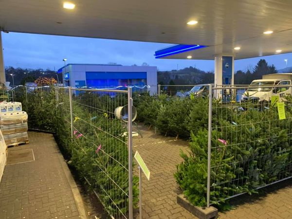 Распродажа новогодних елок на ARAL