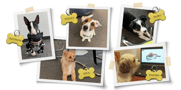 Офис Tifon доступен для домашних животных